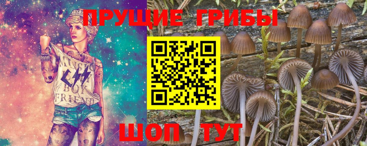 Псилоцибиновые грибы Cubensis Тамбов